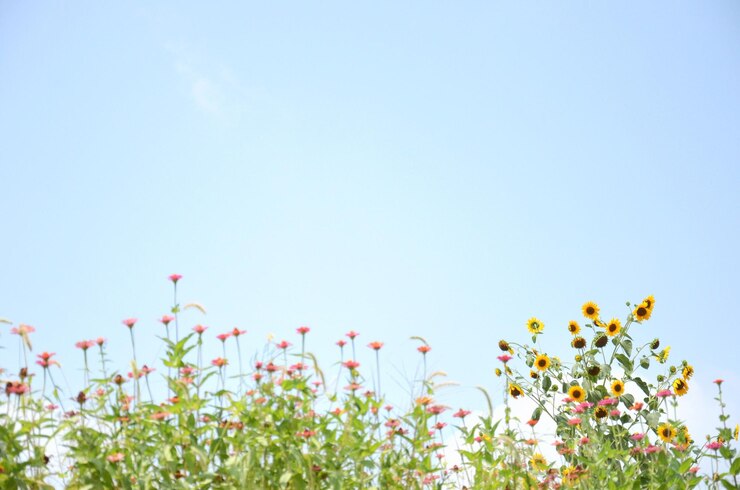 Photo 분홍색 꽃 을 낮은 각도 에서 볼 수 있다