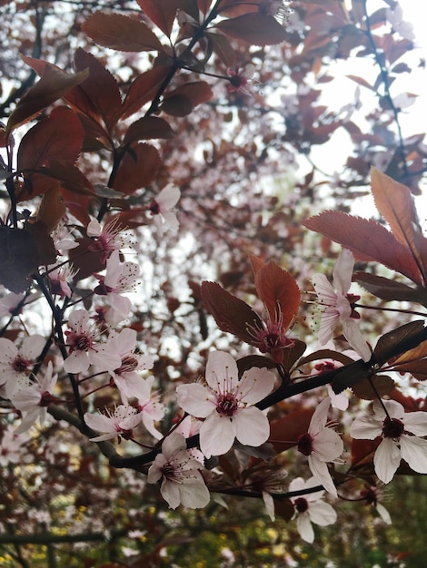 Foto vista a basso angolo dei fiori rosa