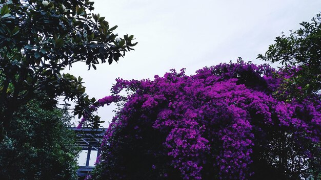 Foto vista a bassa angolazione di fiori rosa