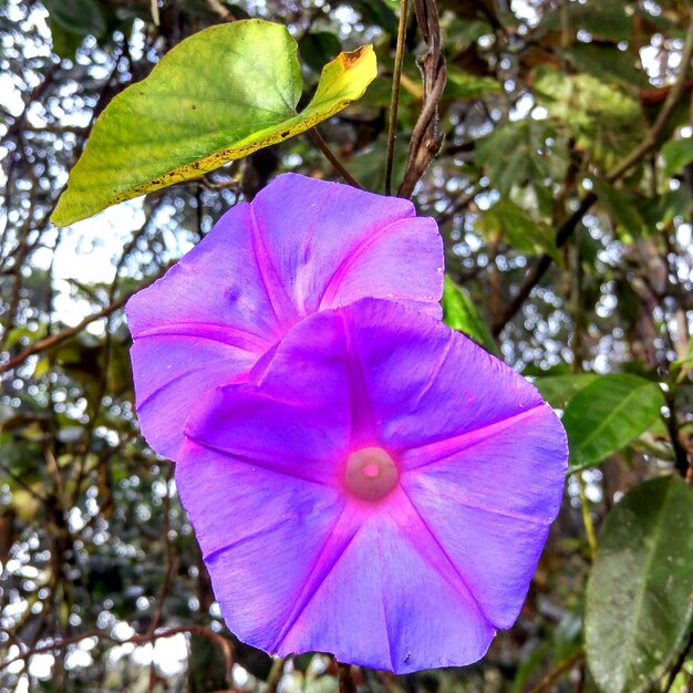 Low angle view of pink hibiscus blooming outdoors