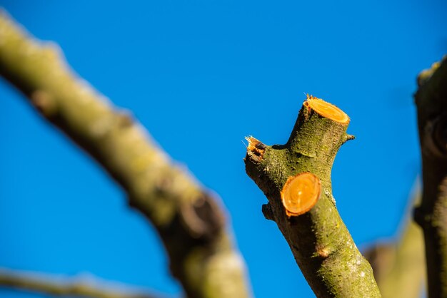 Low angle view of plant against blue sky