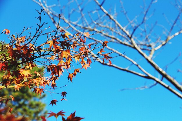 Low angle view of plant against blue sky