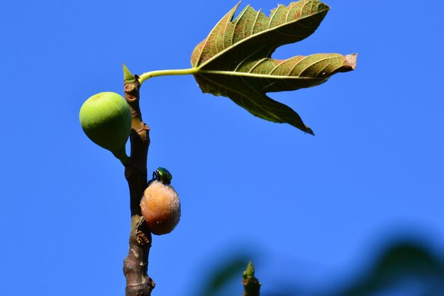 Low angle view of plant against blue sky