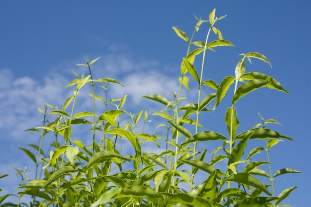 Low angle view of plant against blue sky