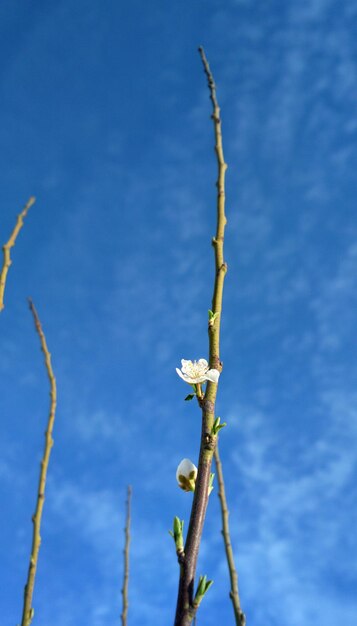 Low angle view of plant against blue sky