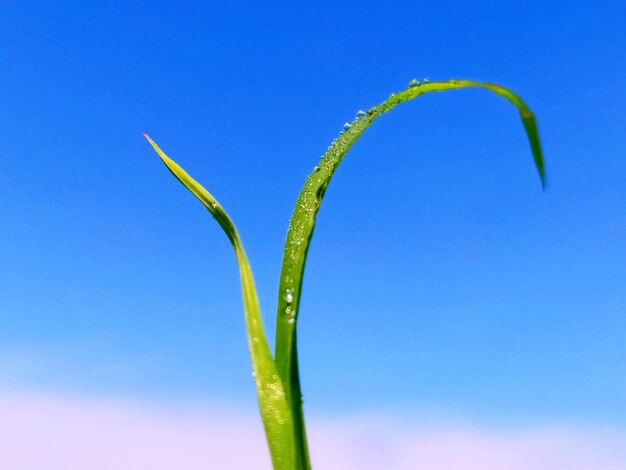 Low angle view of plant against blue sky