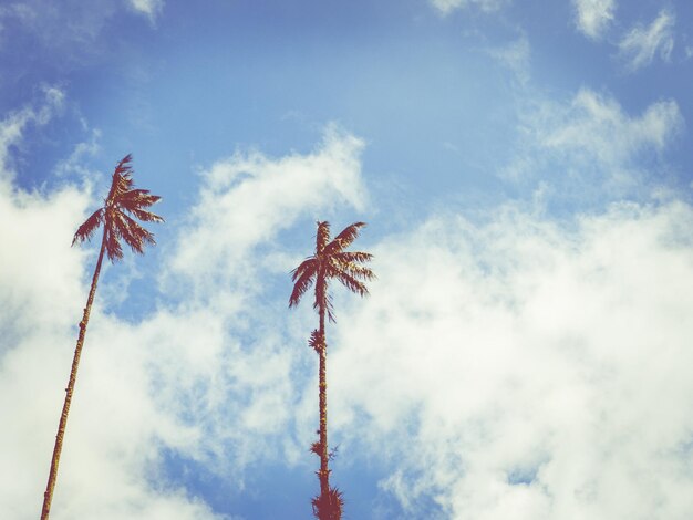 Low angle view of plant against blue sky