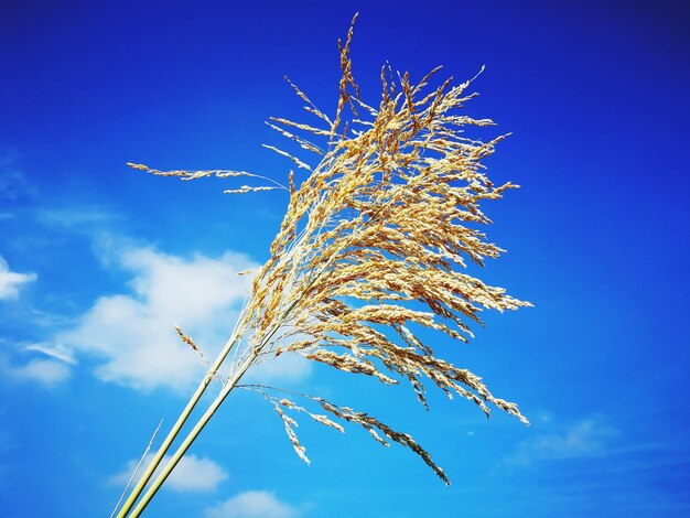 Low angle view of plant against blue sky