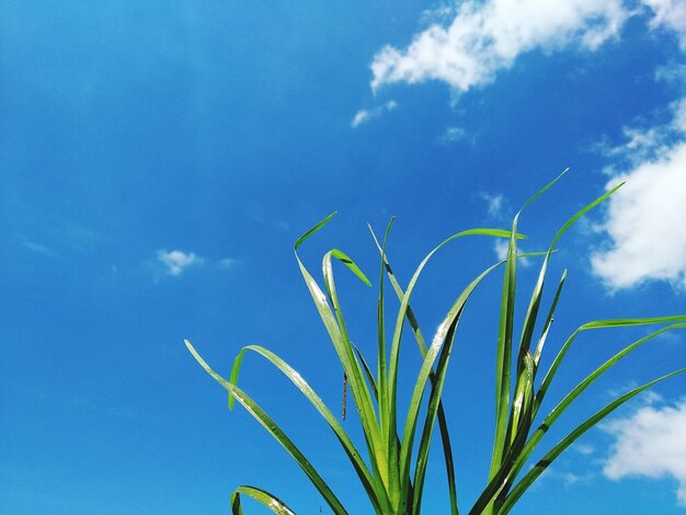 Low angle view of plant against blue sky