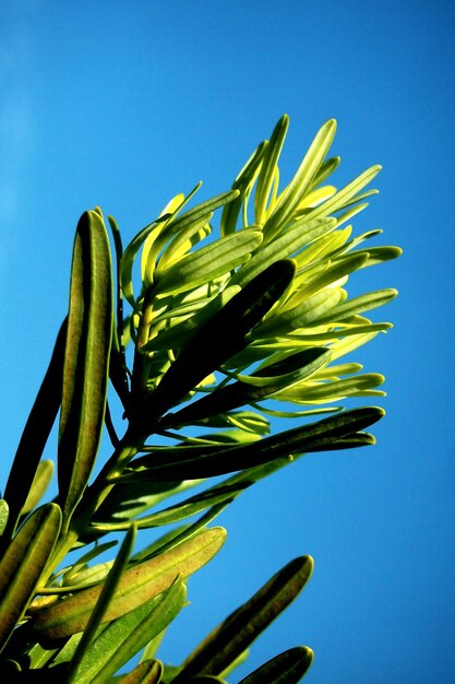 Low angle view of plant against blue sky