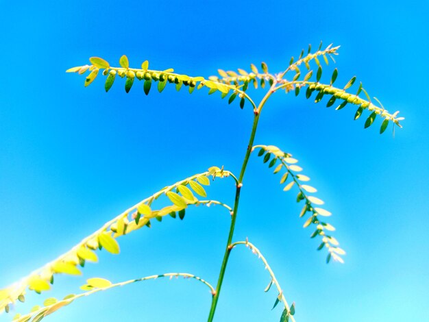 Low angle view of plant against blue sky