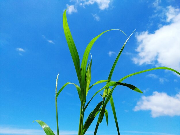 Low angle view of plant against blue sky