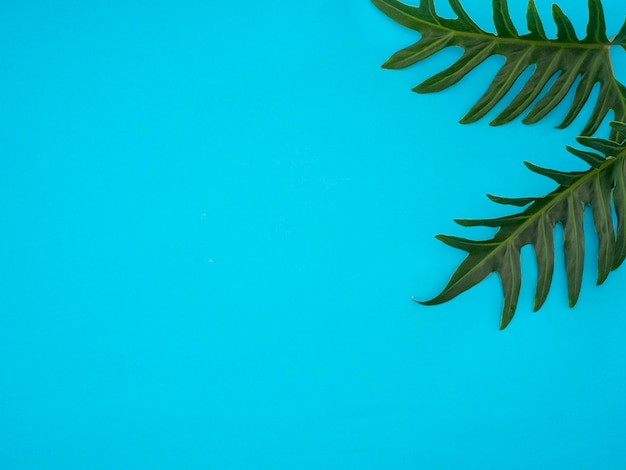 Low angle view of plant against blue sky