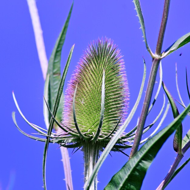 Low angle view of plant against blue sky