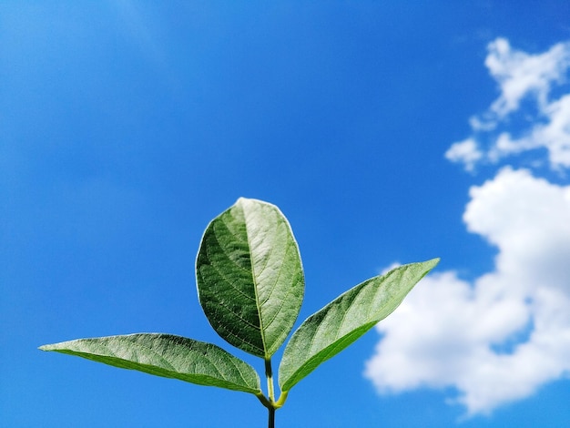 青い空を背景にした低角度の植物の景色
