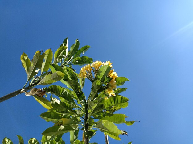 Low angle view of plant against blue sky