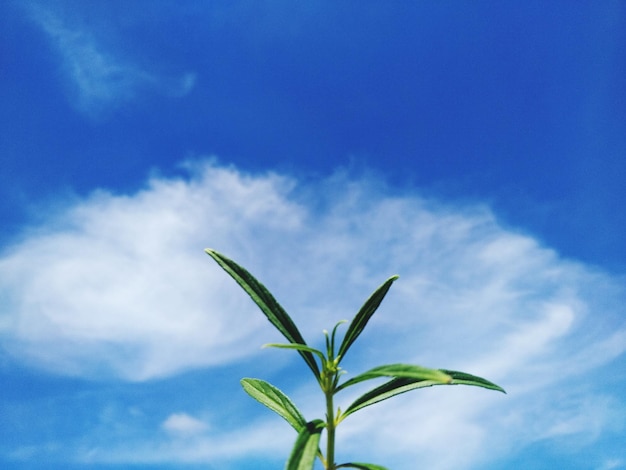 Photo low angle view of plant against blue sky