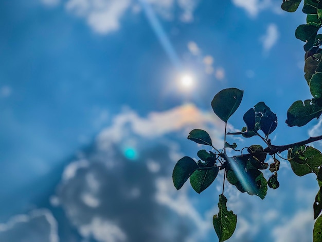 Low angle view of plant against bright sun