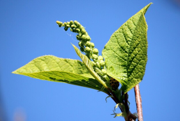 Low angle view of plant against clear blue sky