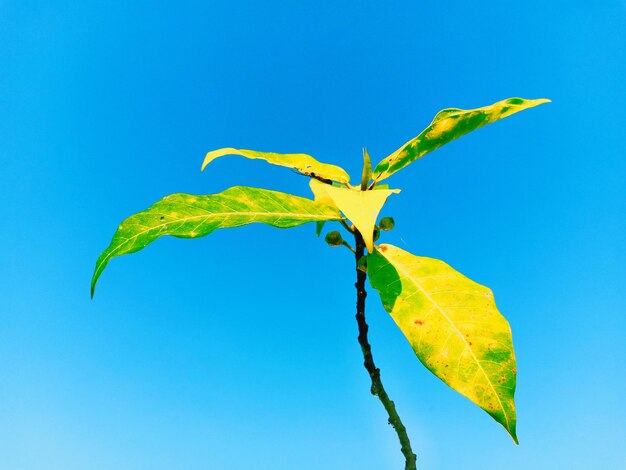 Low angle view of plant against clear blue sky