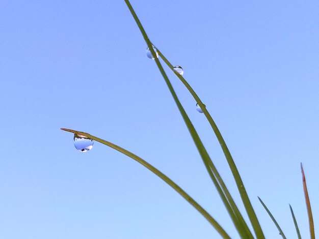 Low angle view of plant against clear blue sky