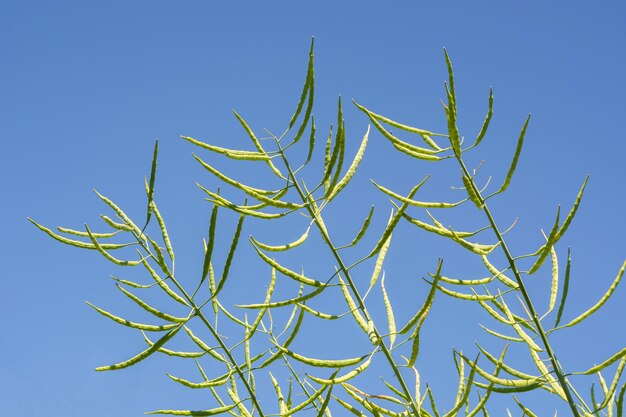 Низкоугольный вид растения на фоне ясного голубого неба
