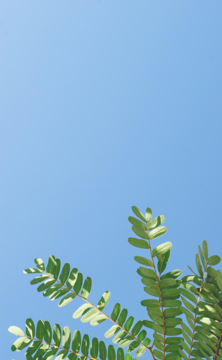Photo 澄んだ青い空を背景にした低角度の植物の景色