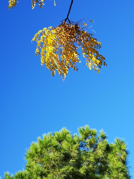 Low angle view of plant against clear blue sky