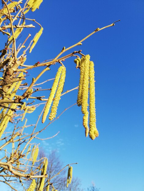 Low angle view of plant against clear blue sky