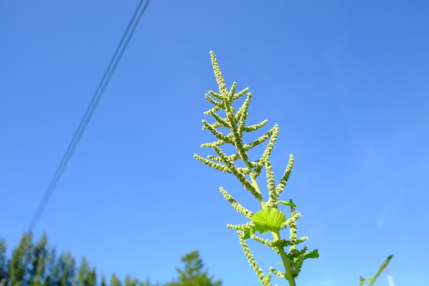 Low angle view of plant against clear blue sky