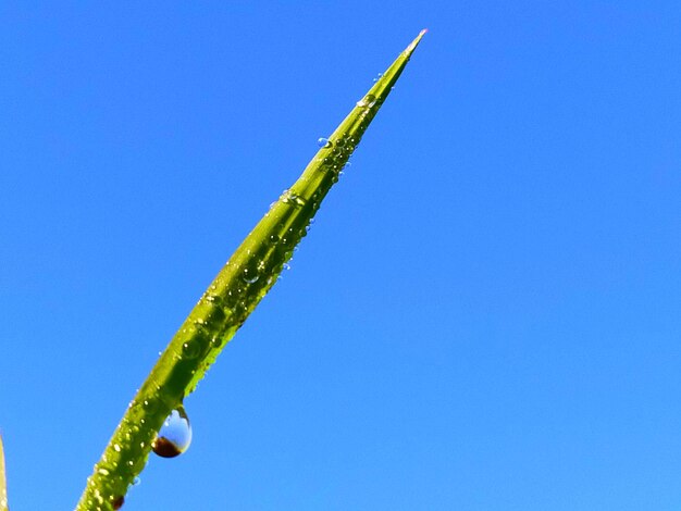 Low angle view of plant against clear blue sky