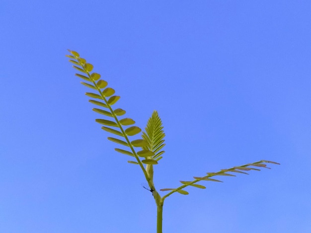 Низкоугольный вид растения на фоне ясного голубого неба