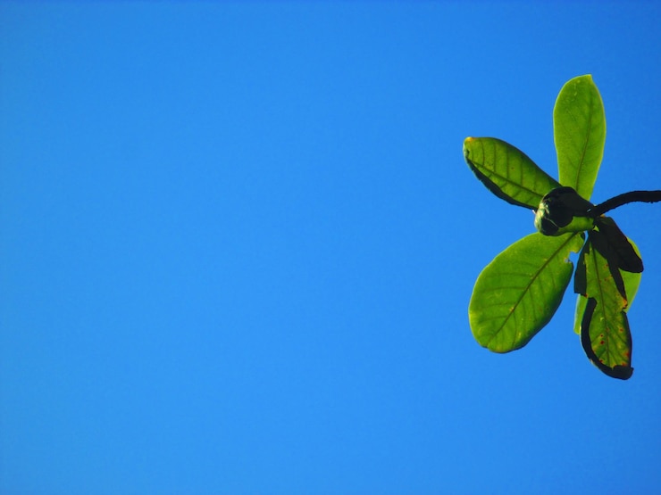 Photo 澄んだ青い空を背景にした低角度の植物の景色