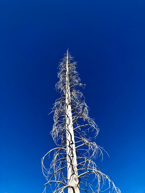 Low angle view of plant against clear blue sky