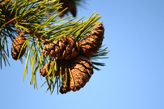 Photo low angle view of plant against clear blue sky