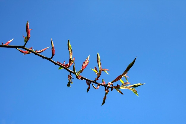 Low angle view of plant against clear blue sky