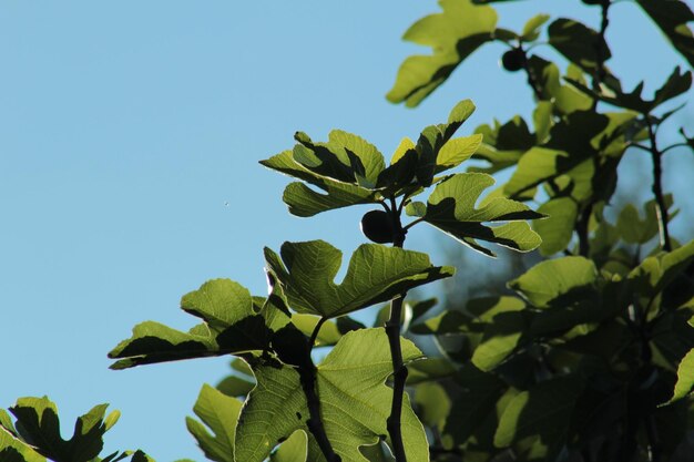 Photo low angle view of plant against clear sky