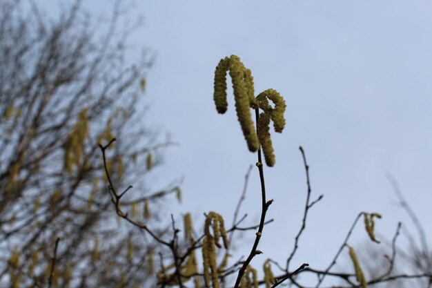 Low angle view of plant against clear sky