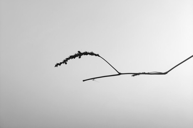 Photo low angle view of plant against clear sky