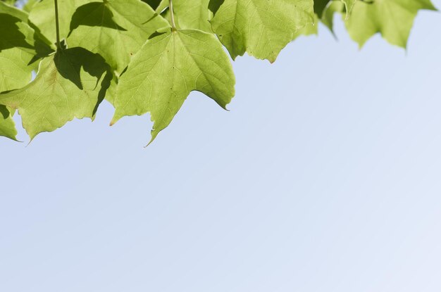 Photo low angle view of plant against clear sky