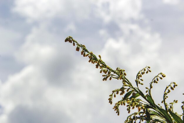 Low angle view of a plant against cloudy sky