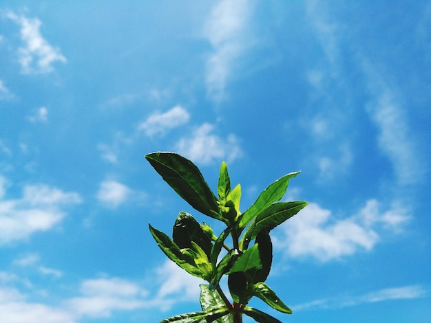 雲の空に照らされた植物の低角度の景色
