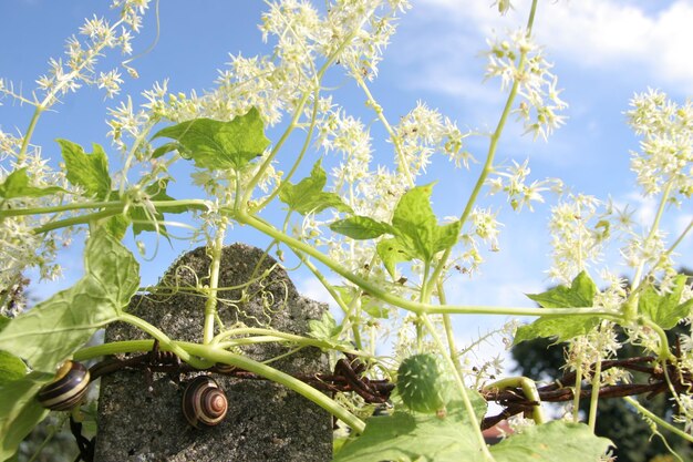 Low angle view of plant against sky