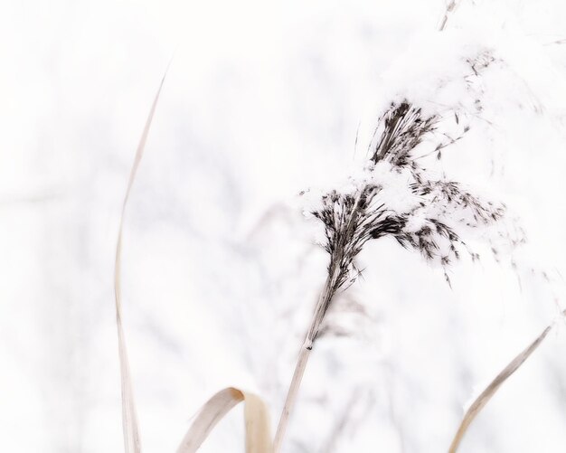 Photo low angle view of plant against sky