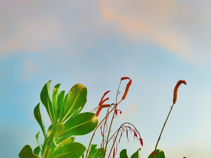Photo 植物對天空的低角度視角