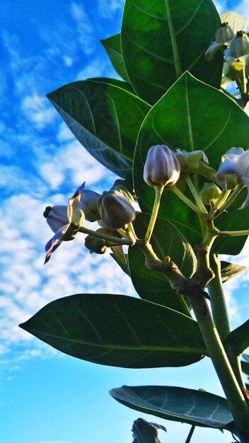 Low angle view of plant against sky