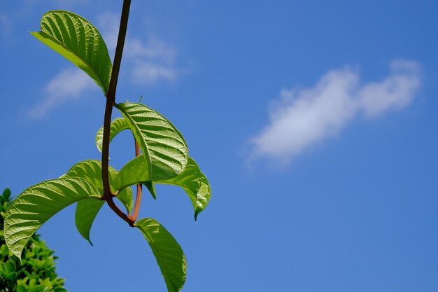 Low angle view of plant against sky