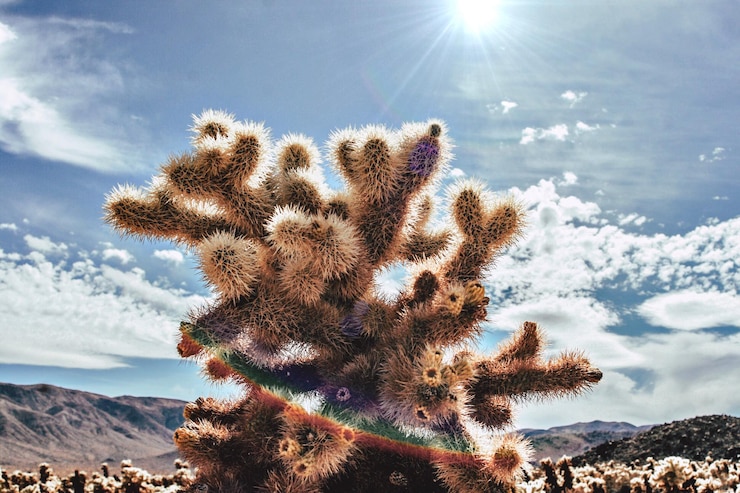 Photo 空に照らされた植物の低角度の視点