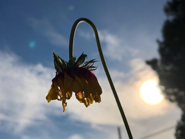 Foto vista a basso angolo dell'impianto contro il cielo