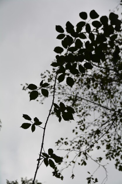 Photo low angle view of plant against sky